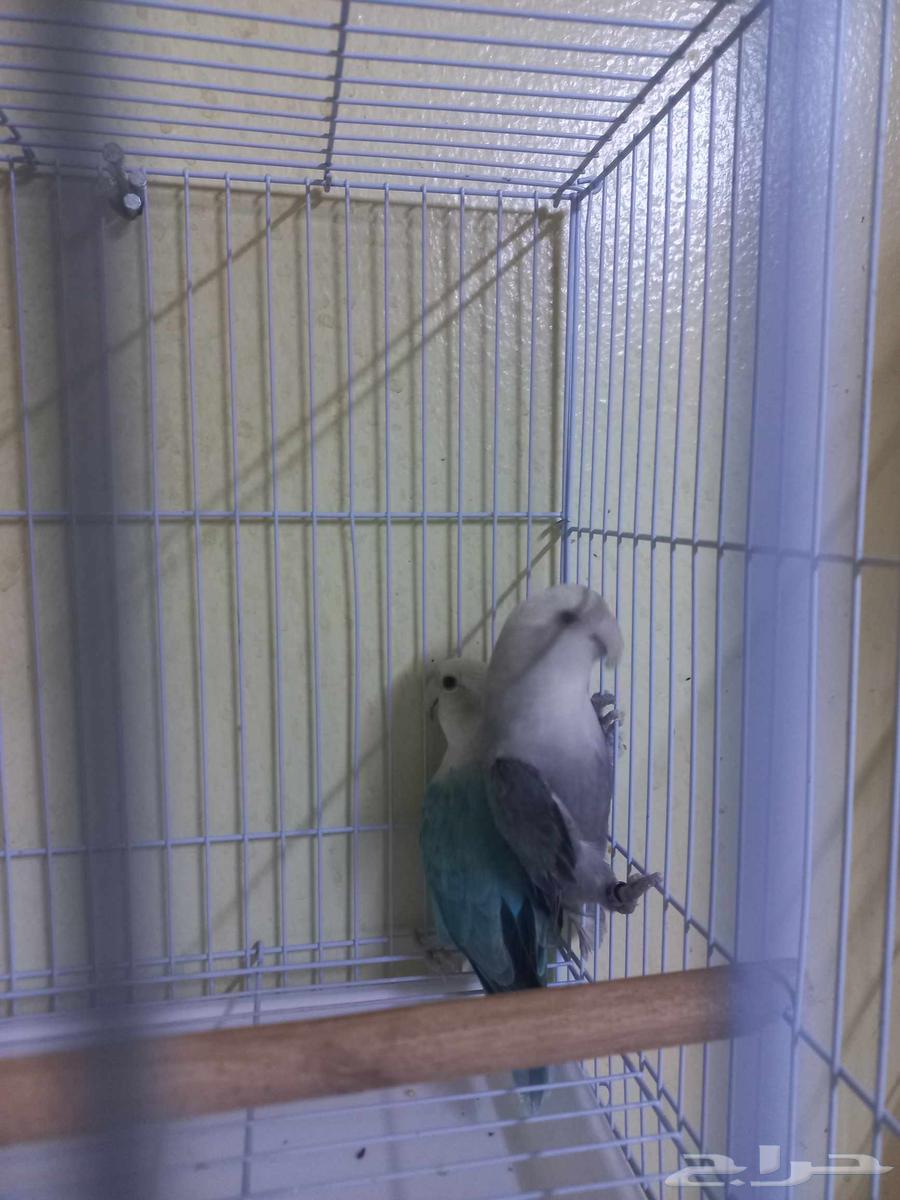 جوز روز(تم البيع)64522921658498113