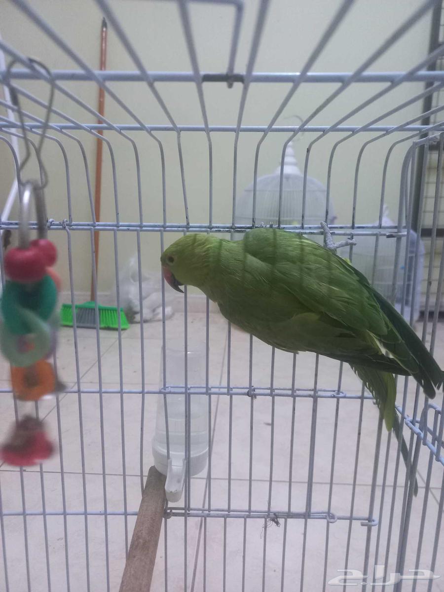 انثى ببغاء الدرة(تم البيع)64524531444483113