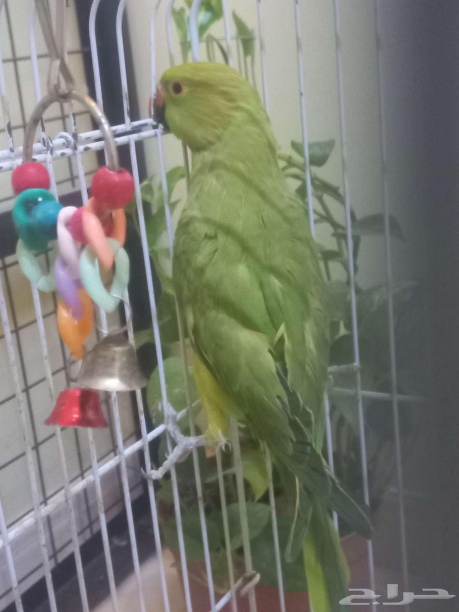 انثى ببغاء الدرة(تم البيع)64524531444483110