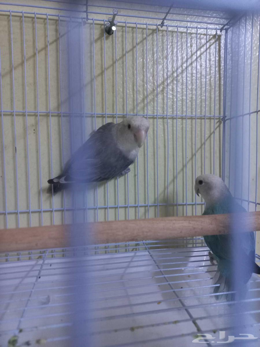 جوز روز(تم البيع)64522921658498110