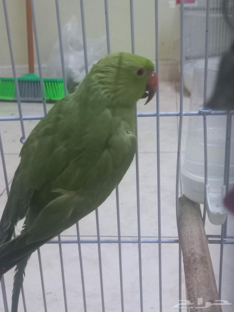 انثى ببغاء الدرة(تم البيع)64524531444483112