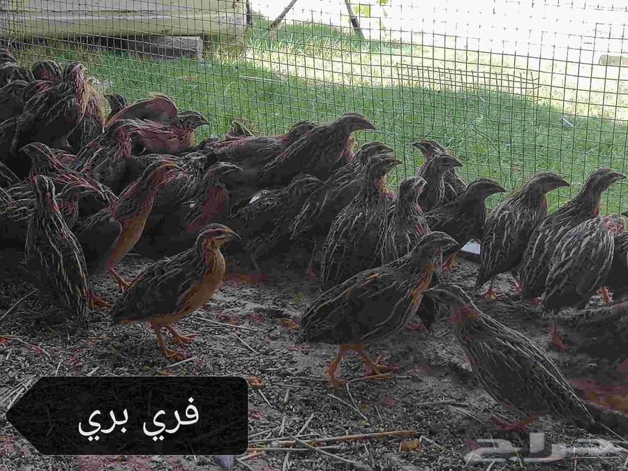 Free Marii364519949961857111