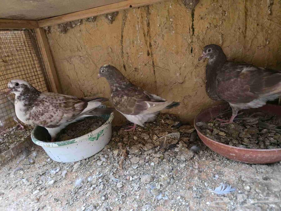 للبيع فروخ حمام لاحم الماني64526648257793112