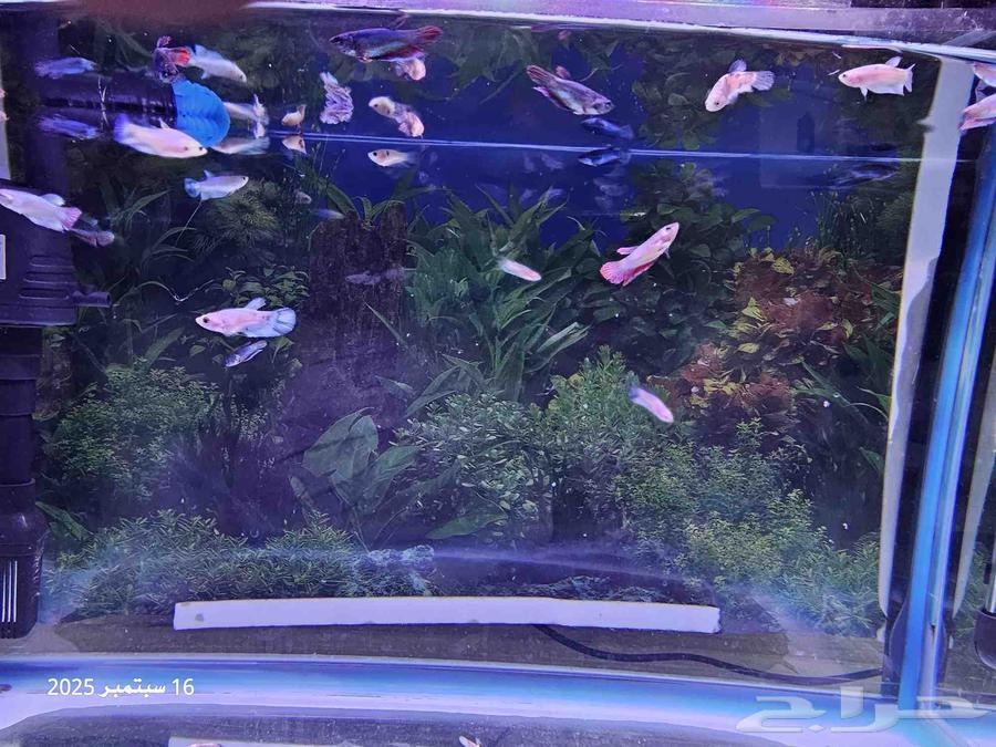 حوض سمك مع أسماك الفايتر ( تم البيع )64522598254978112