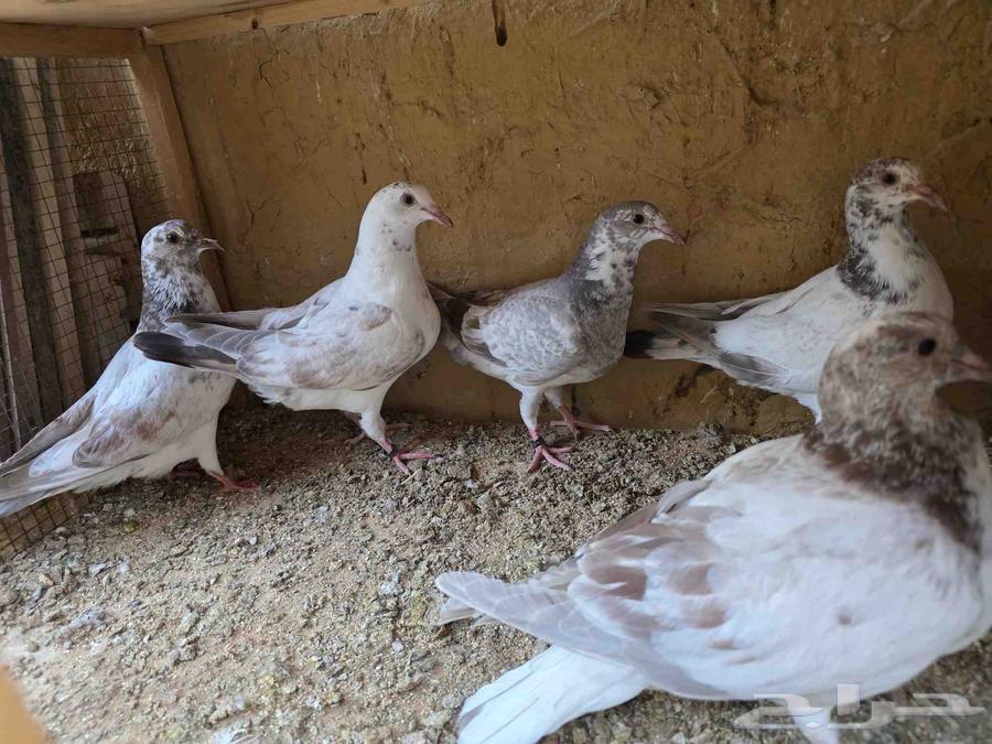 للبيع فروخ حمام لاحم الماني64526648257793110