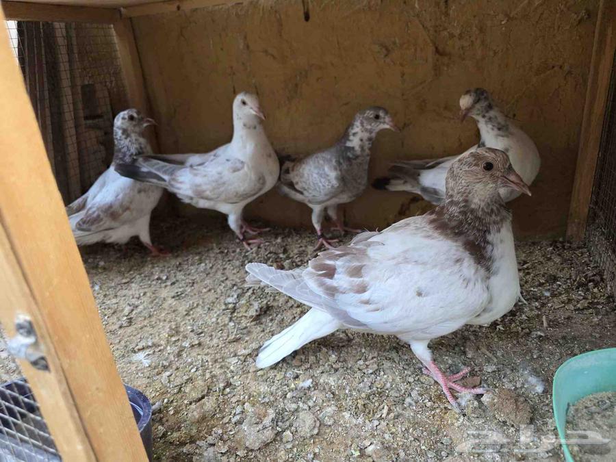 للبيع فروخ حمام لاحم الماني64526648257793111