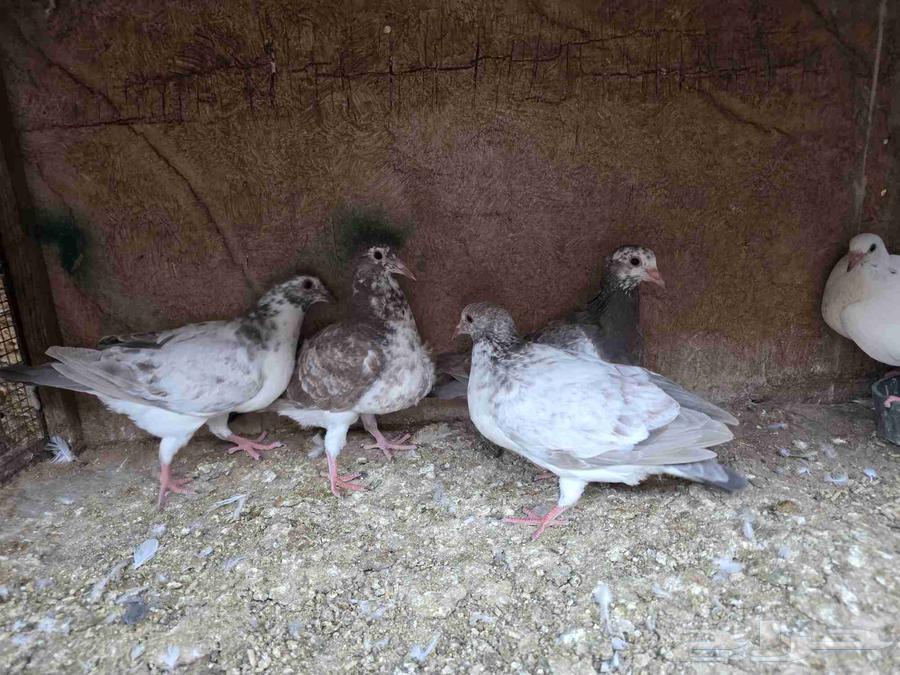 للبيع فروخ حمام لاحم الماني64526648257793113