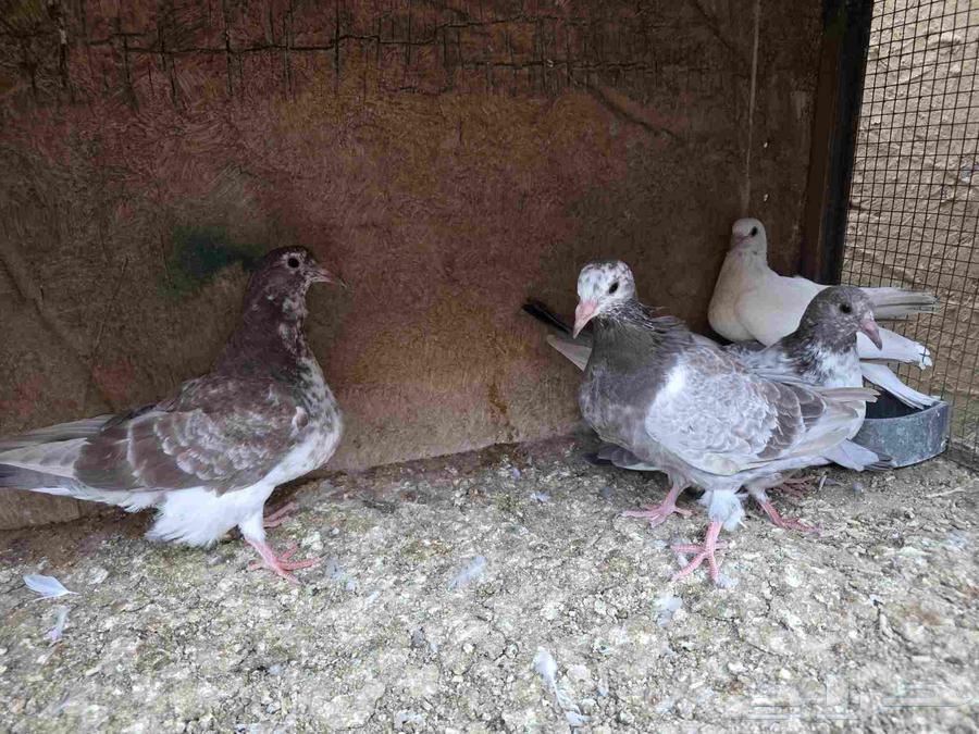 للبيع فروخ حمام لاحم الماني64526648257793114