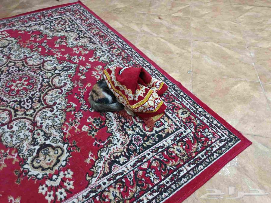 أجهزة وأغراض منزلية للبيع بأفضل الاسعار64526884780801113