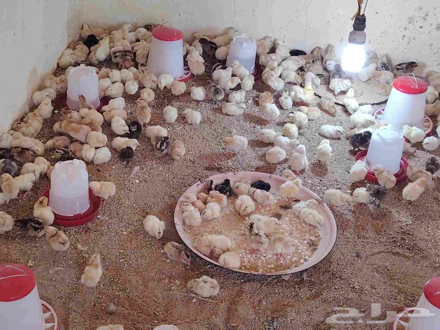 تم البيع صوص بلدي وفيومي64522514574338111