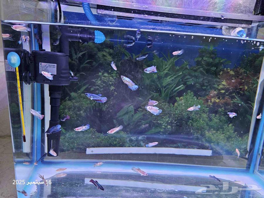 حوض سمك مع أسماك الفايتر ( تم البيع )64522598254978111