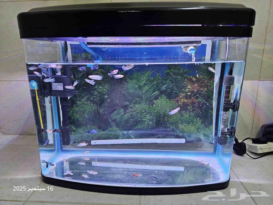 حوض سمك مع أسماك الفايتر ( تم البيع )64522598254978110