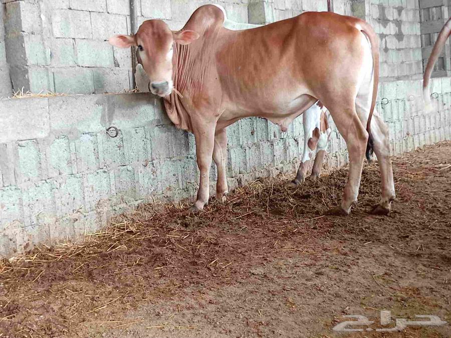 آحد رفيدة طريق لازمة ملحمة لحوم الجنوبية64521126055554110