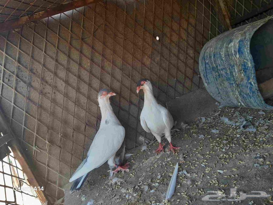 ماشاءالله تبارك الرحمن حمام هلمت هومر للبيع على السوم64522879409411111