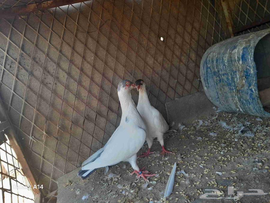 ماشاءالله تبارك الرحمن حمام هلمت هومر للبيع على السوم64522879409411112