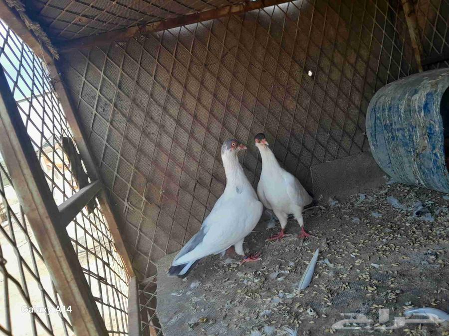 ماشاءالله تبارك الرحمن حمام هلمت هومر للبيع على السوم64522879409411113