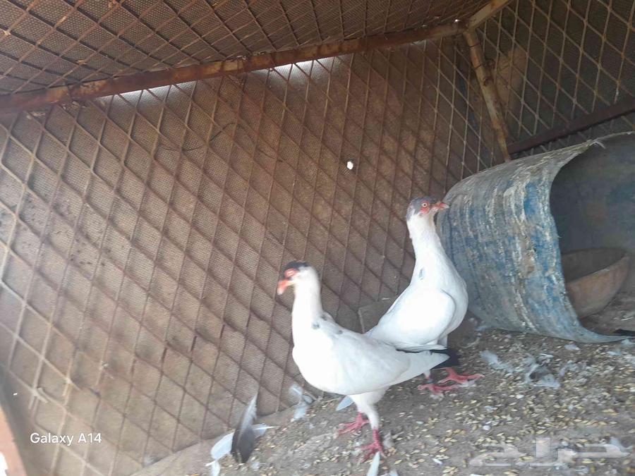 ماشاءالله تبارك الرحمن حمام هلمت هومر للبيع على السوم64522879409411110