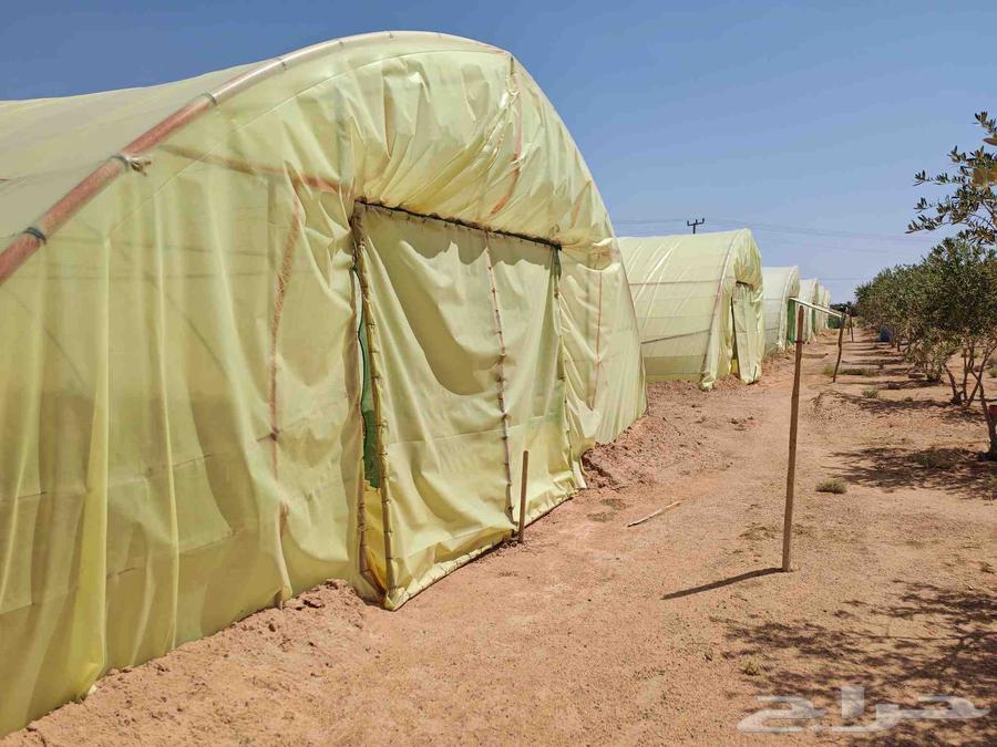 بيوت محميه وطني64521183110145113