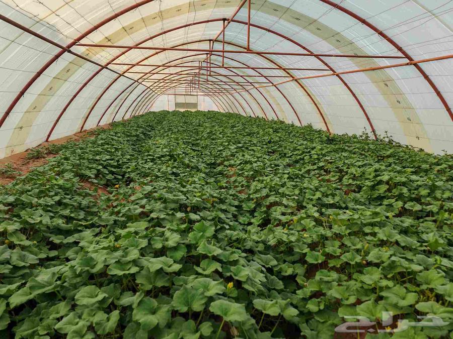 بيوت محميه وطني64521183110145110