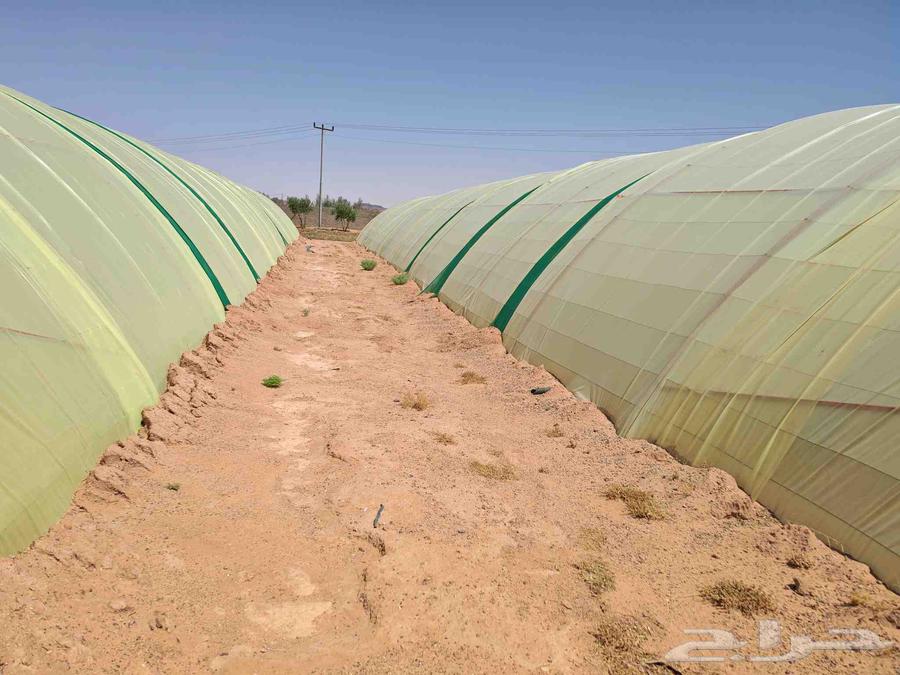 بيوت محميه وطني64521183110145114