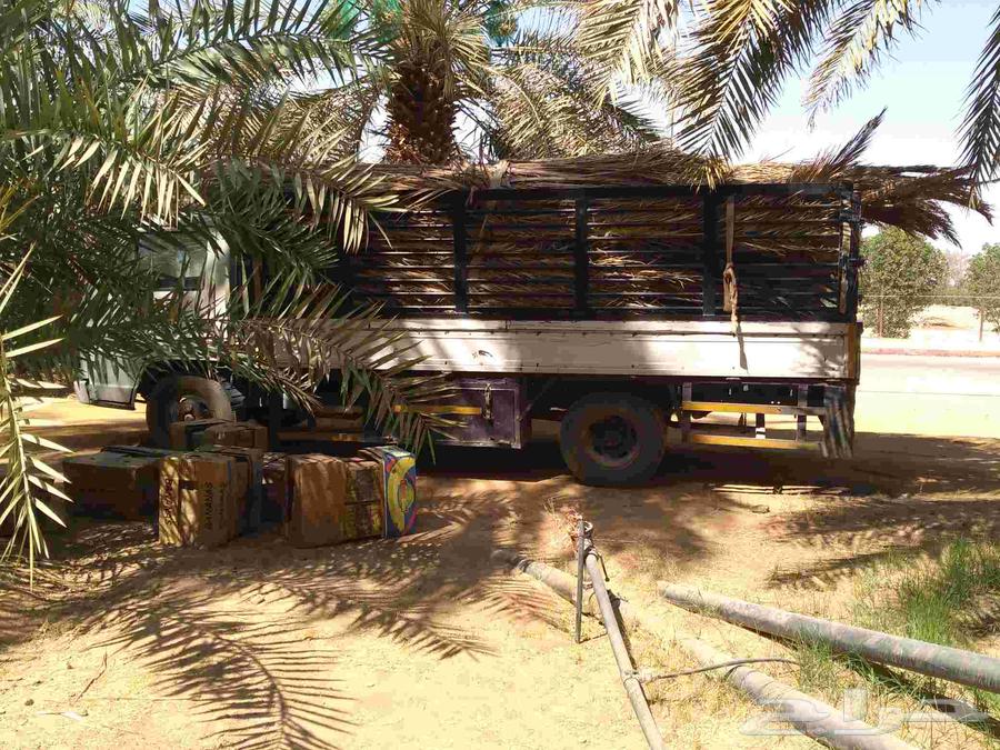 Fresh palm fronds for awnings, fences, shades, and canopies64526231432065111