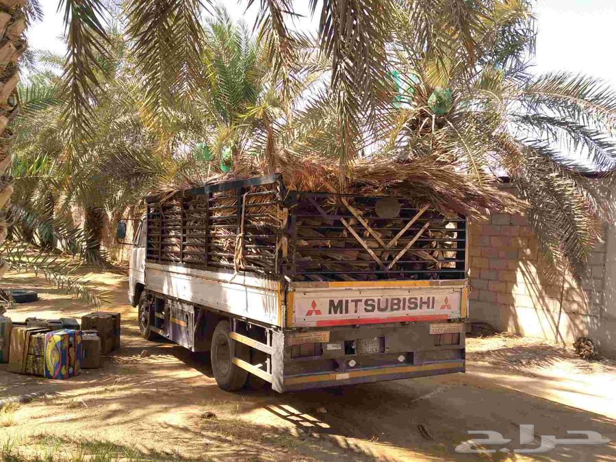 Fresh palm fronds for awnings, fences, shades, and canopies64526231432065112