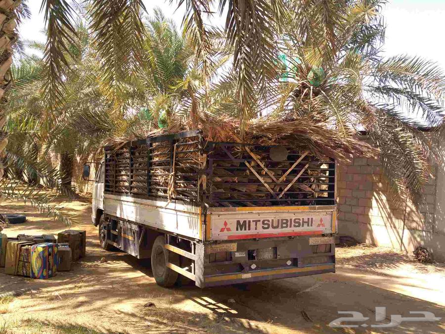 Fresh palm fronds for awnings, fences, shades, and canopies64526231432065113