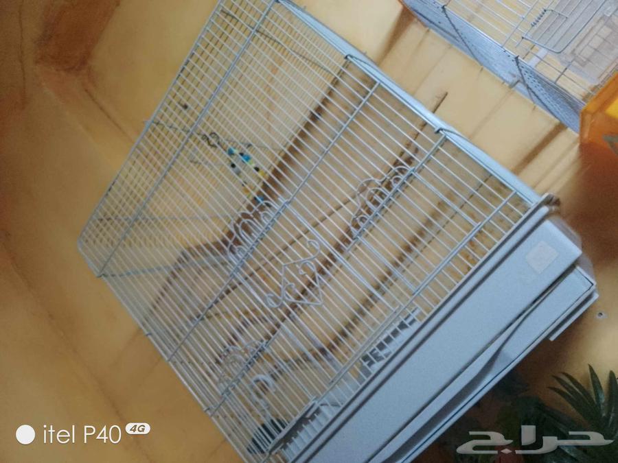 قفصان طيور للبيع64519807964418113