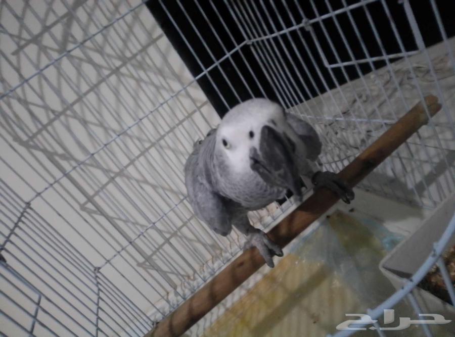 ببغاء للبيع64521681244931112