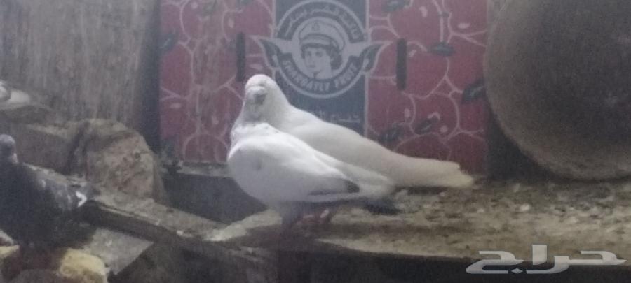 حمام للبيع64523767087618113