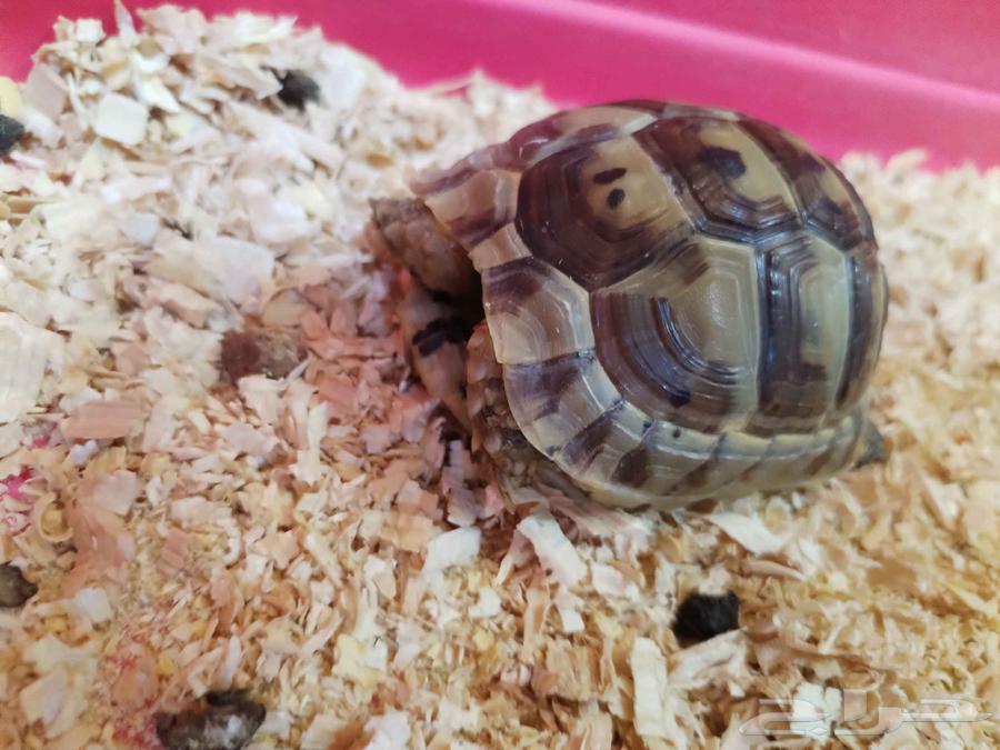 Turtle for sale, contact only on WhatsApp64522879401346111