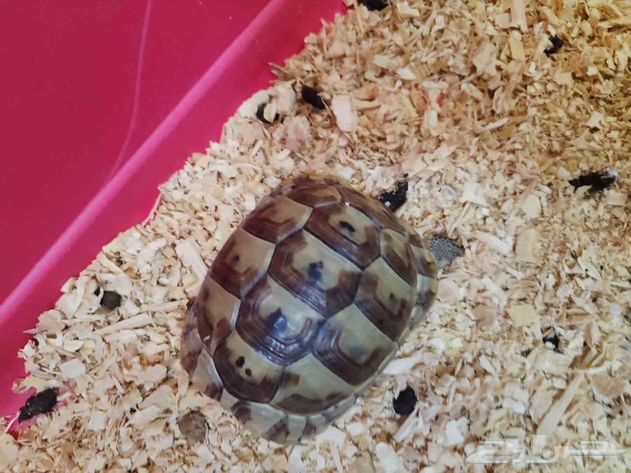 Turtle for sale, contact only on WhatsApp64522879401346110