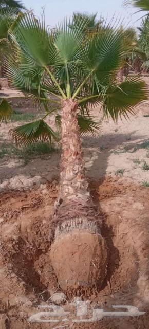 Washingtonia Palms for Sale, Hellfire Trees, All Sizes Available64525400622722111