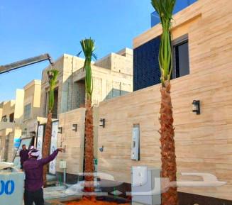 نخل للبيع هلالي سكري صقعي نخيل طوال جثايث فسايل فروخ نقايل64523147463683112