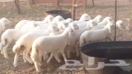 High-quality Tiba sheep, 25 of them, plus 25 luxury items64525150565890114