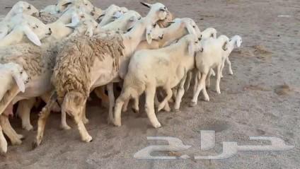 High-quality Tiba sheep, 25 of them, plus 25 luxury items64525150565890111