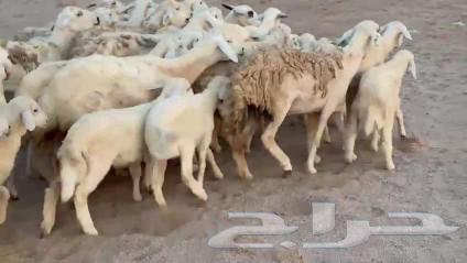 High-quality Tiba sheep, 25 of them, plus 25 luxury items64525150565890110