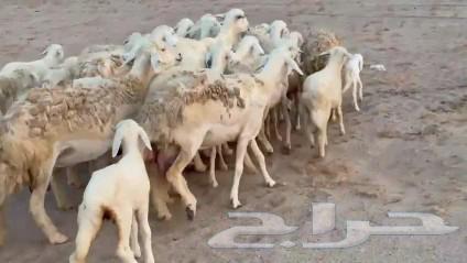 High-quality Tiba sheep, 25 of them, plus 25 luxury items64525150565890113