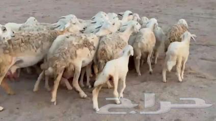 High-quality Tiba sheep, 25 of them, plus 25 luxury items64525150565890112