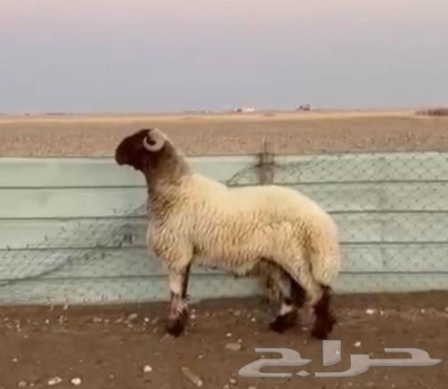 للبيع فحل نعيم خصم64520374979329110