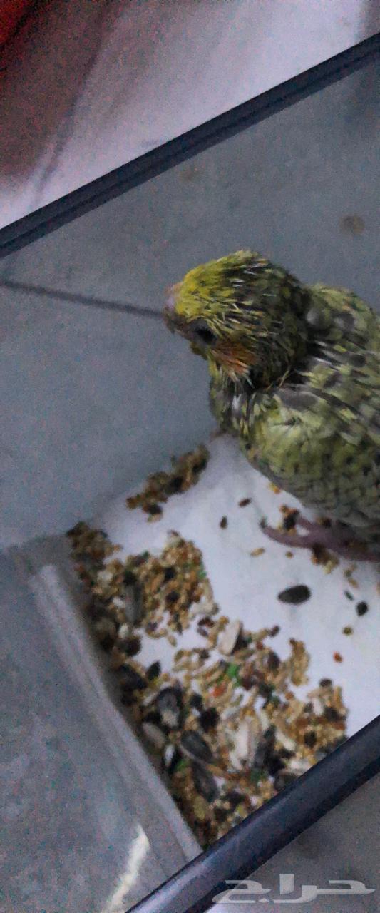 للبيع فرخ كروان كوكتيل64519413332227112