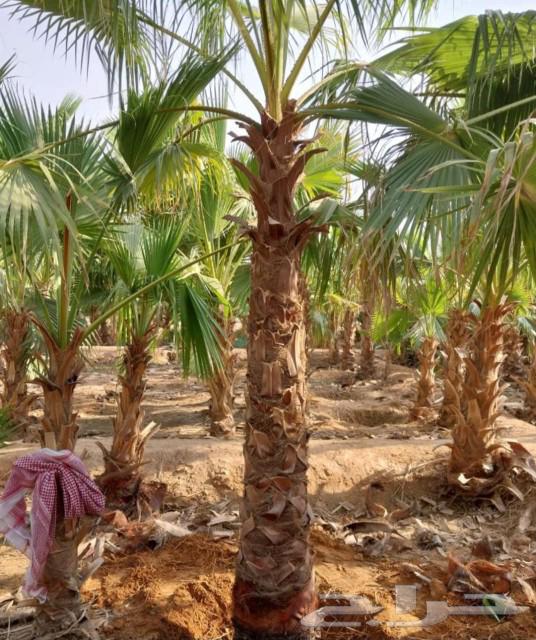 نخل للبيع هلالي سكري صقعي نخيل طوال جثايث فسايل فروخ نقايل64523147463683111