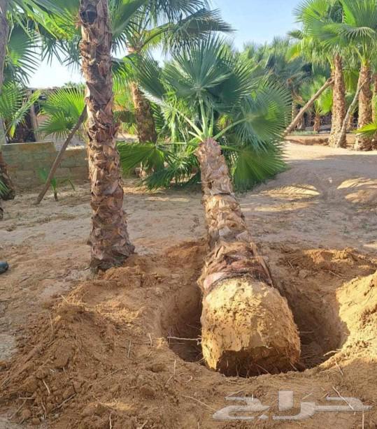 Washingtonia Palms for Sale, Hellfire Trees, All Sizes Available64525400622722110