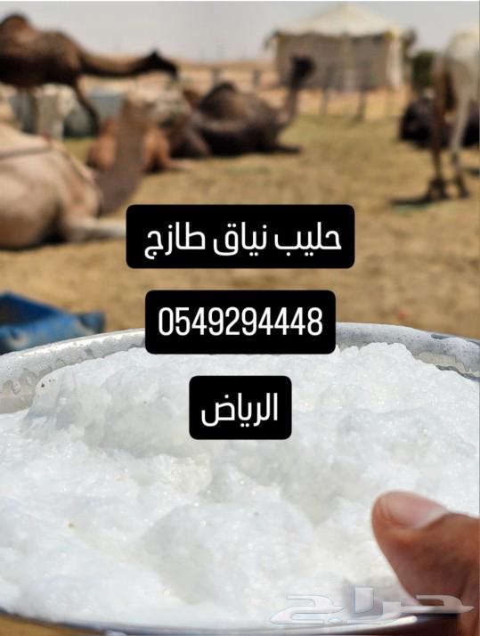 Camel Milk (Niyak) High Quality64520403789825110