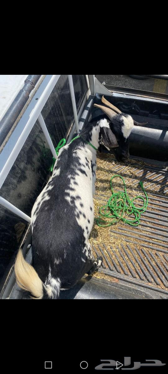 Goat full of fat64522201788801111