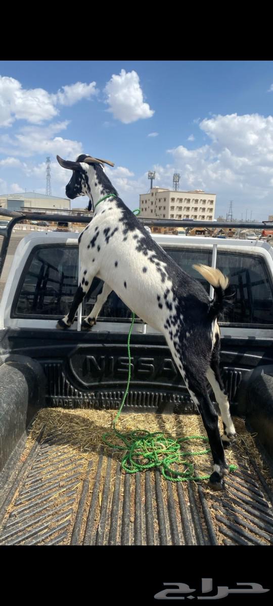 Goat full of fat64522201788801112