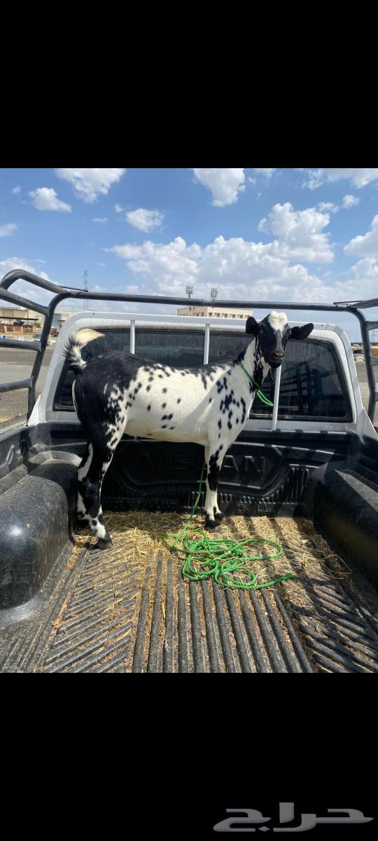 Goat full of fat64522201788801110