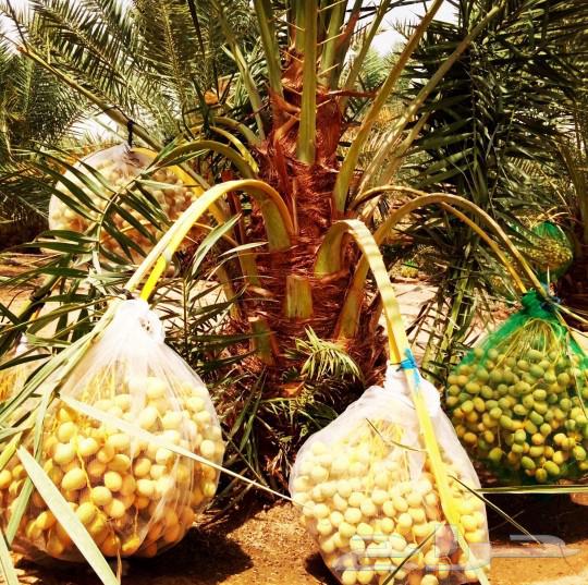 نخل مثمر جثايث نقايل اخلاص سكري برحي صقعي شيشي واشنطني هلالي64526383731587113