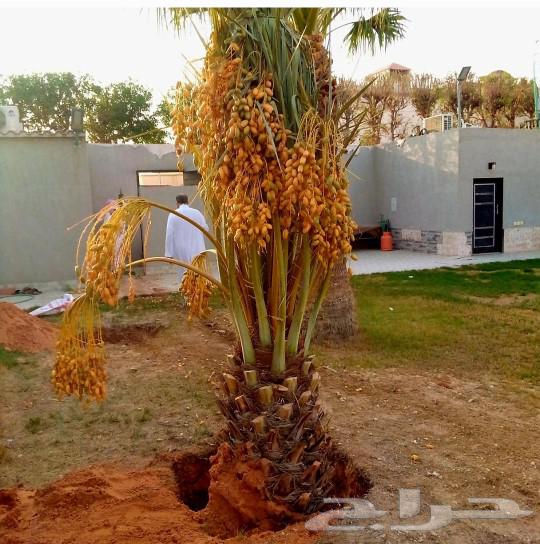 نخل مثمر جثايث نقايل اخلاص سكري برحي صقعي شيشي واشنطني هلالي64526383731587110