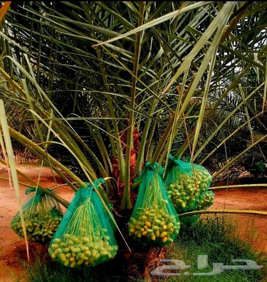 نخل مثمر جثايث نقايل اخلاص سكري برحي صقعي شيشي واشنطني هلالي64526383731587114